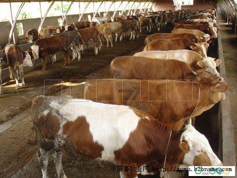 改良西门塔尔肉牛、夏洛莱牛优质品种供应
