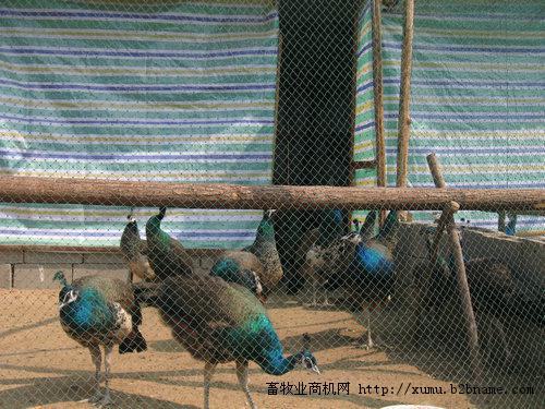 山东大型孔雀养殖场
