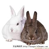 獭兔养殖獭兔场养獭兔