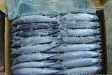 供应冷冻水副产品马加鱼 秋刀鱼价格 厂价马头鱼;