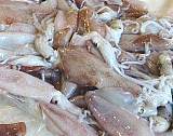 供应进口冷冻水副产品鱿鱼 鳕鱼价格 带鱼生产商;