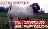 波尔山羊的价格-农发牛羊驴养殖场