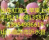 山东临沂红富士苹果供应中心;