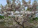 白色双樱花、北京西府海棠