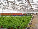 建一个单体大棚要多少钱_上海农程温室设备;