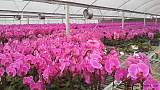 花卉温室_打造高品质的花卉温室就选上海青裕温室