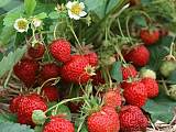 黑龙江省三莓之乡出售树莓苗黑加仑苗草莓苗;