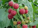 出售黑龙江省树莓苗黑加仑苗草莓苗