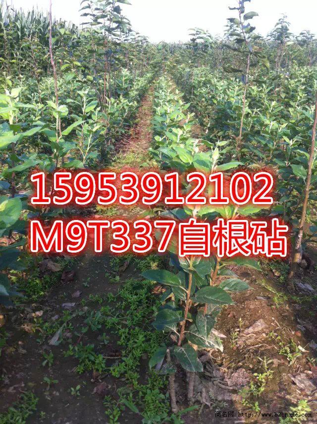 M9T337矮化苹果苗