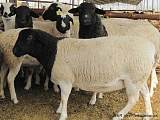 长期供应纯种杜泊绵羊，羊肉等;