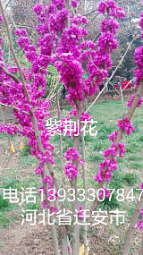 供应杜仲树，紫藤花，腊梅花，紫荆花苗木种子