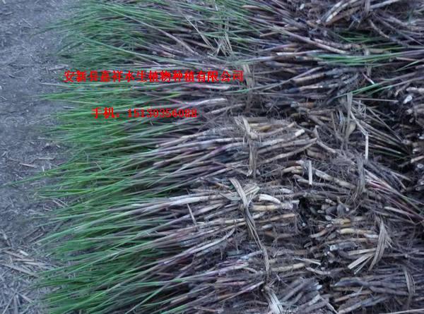 白洋淀芦苇苗 承接各种水生植物芦苇种植、荷花芦苇基地