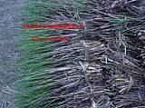 白洋淀芦苇苗 承接各种水生植物芦苇种植、荷花芦苇基地;