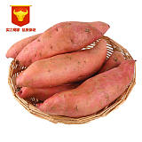 薯鑫农业烤薯专供地瓜专业供应商紫薯红薯片烤番薯