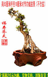 高50厘米杆径10厘米福寿齐天对节白蜡绿植盆栽盆景（不含盆）;
