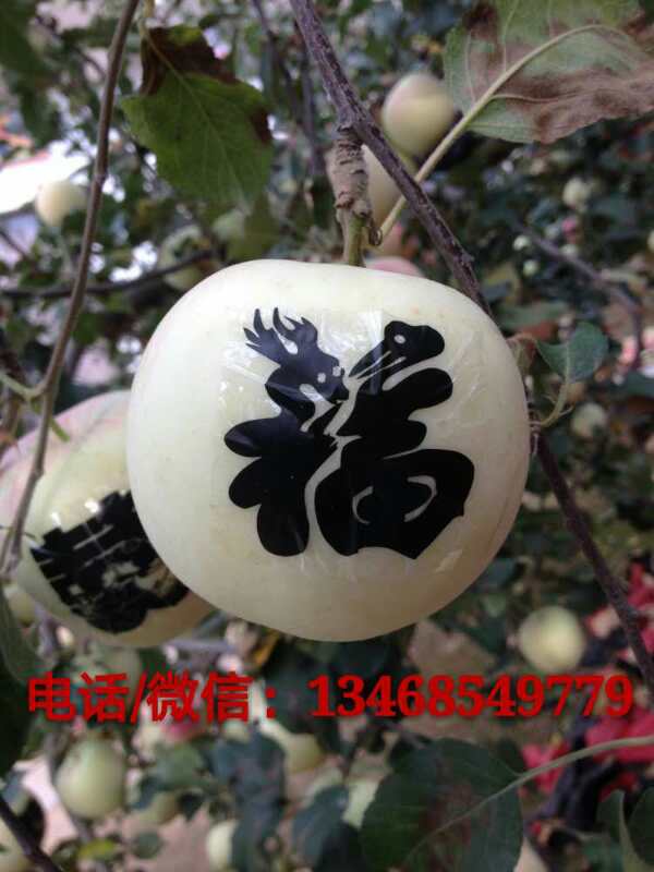 出售正宗洛川红富士苹果树苗13468549779