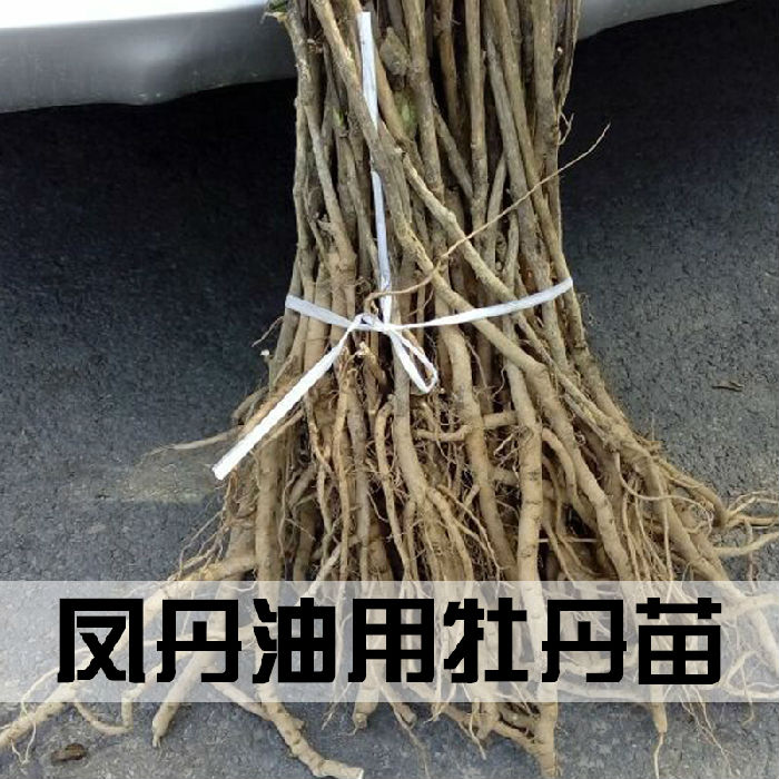 凤丹紫斑 榨油牡丹 油用牡丹苗