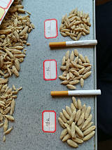 麦冬 是一种药用价值较高的中草药，具有养阴生津，润肺清心的功效！;