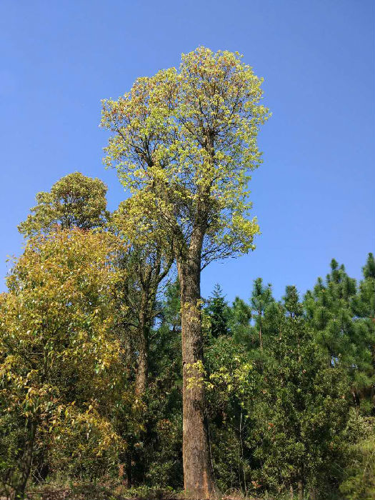 40公分香樟树