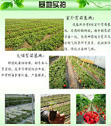 现挖现卖 草莓苗 红颜草莓苗 品种纯正 成活率高;