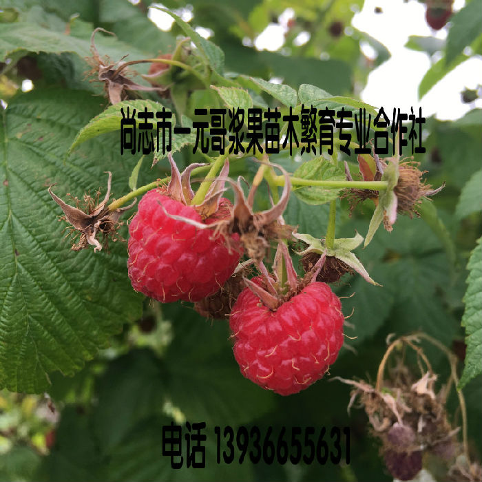 供应优质红树莓苗 双季树莓苗 尚志红树莓苗 哈尔滨树莓苗