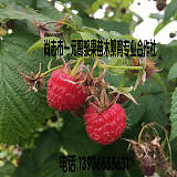 供应优质红树莓苗 双季树莓苗 尚志红树莓苗 哈尔滨树莓苗;