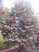 供应大型茶花及各种规格的茶花树和苗