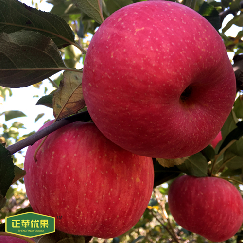 陕西洛川苹果 正苹优果90mm大小苹果冷库直供 正宗陕西洛川红富士
