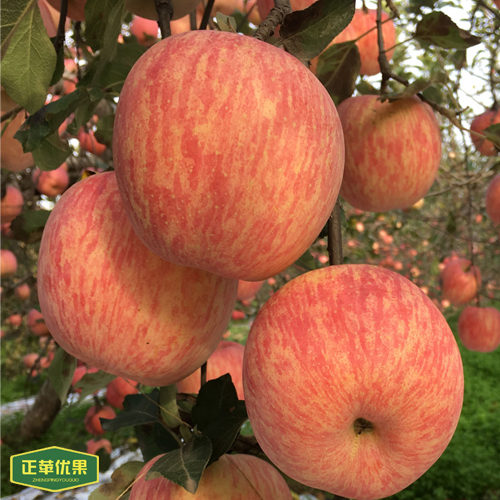 【正苹优果】70mm陕西洛川苹果 红富士苹果 正苹优果 批发量大更加优惠