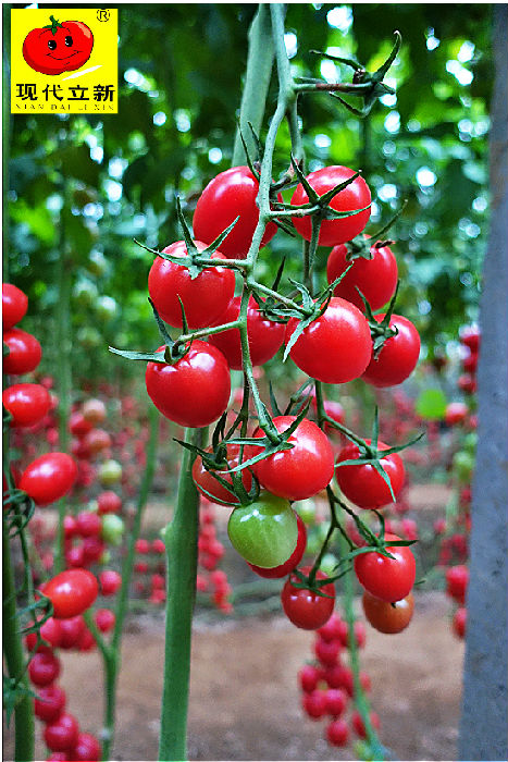 供应优质圣女果种子 厂家直销价格 广西现代立新美娜小番茄