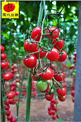 供应优质圣女果种子 厂家直销价格 广西现代立新美娜小番茄;