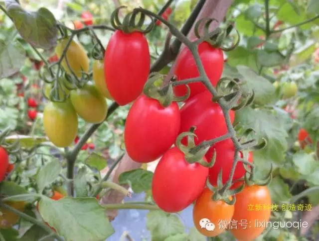 要买高抗病毒的圣女果小番茄西红柿种子，请选择广西现代立新乐乐