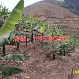 怒江山上香蕉园滴灌施肥一体化费用;