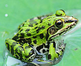 供應全國青蛙、黑斑蛙、金線蛙、虎紋蛙、牛蛙優質種苗;