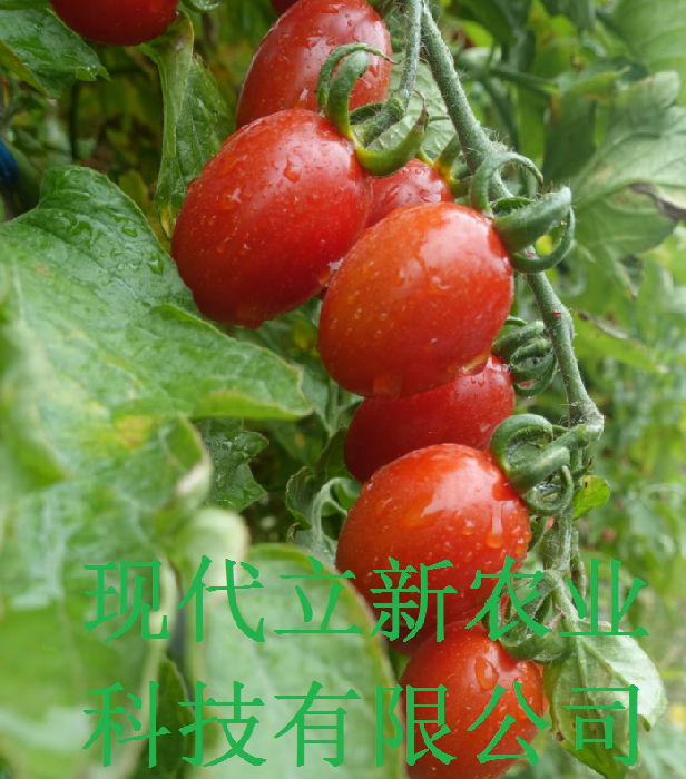 广西水果蔬菜种子厂家高端特色西红柿现代立新红千喜介绍