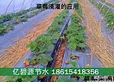淄博草莓大棚水肥一体化灌溉技术;