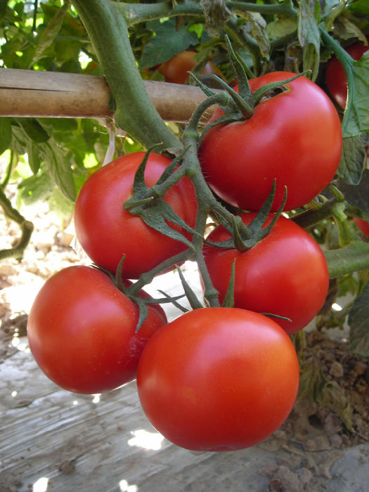 举国重推—广西现代立新.贝尔石头番茄大西红柿种子供应价格