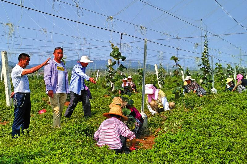 眉县批发大量优质专家指导红阳猕猴桃树苗