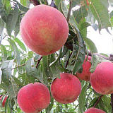 安徽德丰供应两年至十年各类桃树苗;