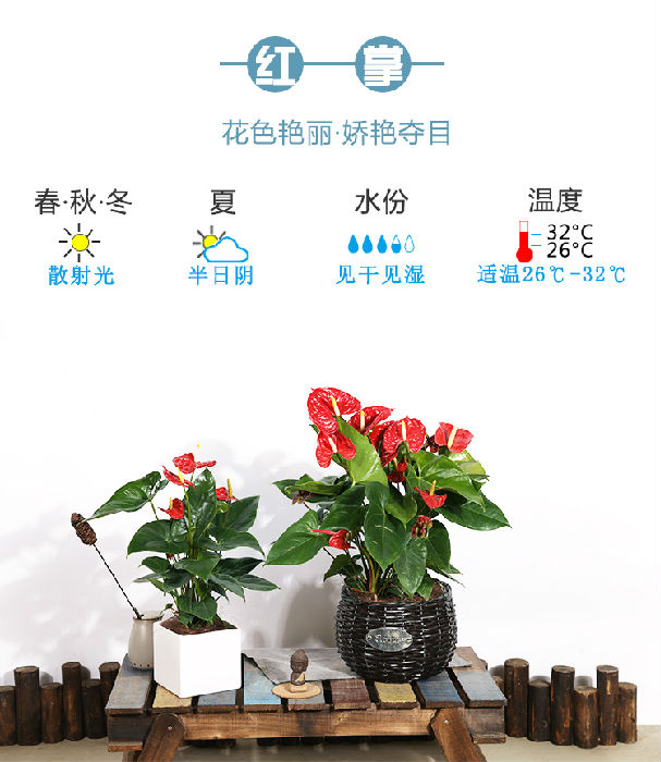 武汉办公室内植物盆栽租摆送货，武汉花卉租摆包维护和定期更换植物租赁