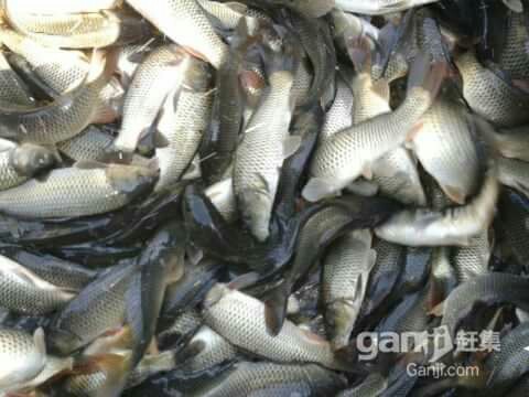 北京地区鱼苗批发，成品鱼，观赏鱼锦鲤，放生鱼苗批发