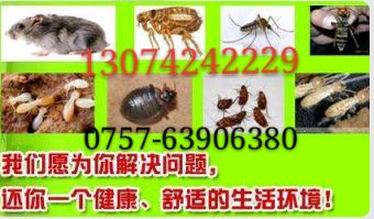 南海区桂城杀虫公司灭白蚁灭老鼠杀跳蚤杀蟑螂杀虫