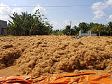 厂家直销优质进口越南椰丝、椰壳纤维（椰丝）椰棕批发;