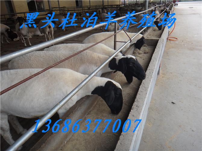 供应辽宁纯种杜泊羊种羊价格辽宁杜泊羊管理技术