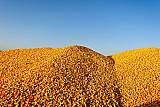 大型养殖场常年求购玉米碎米油糠麸皮次粉等饲料原料