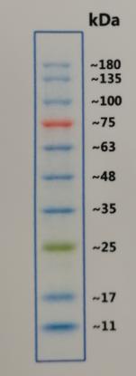 预染彩虹蛋白Marker 10-180KD