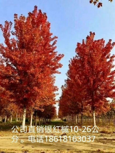 北京美国红枫彩叶树