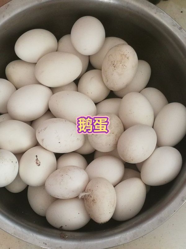 平山县江卫家庭农场销售鹅蛋