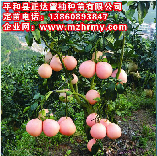 福建省平和县正达蜜柚种苗有限公司;
