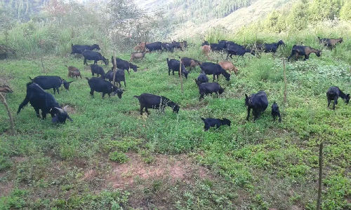 重庆市丰都县双龙镇林增加黑山羊养殖场;